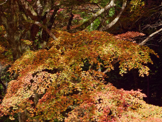 Autumn leaves at Gakuen-ji Temple (Izumo City, Japan)