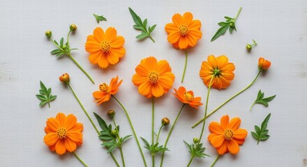 Radiant Blossoms: An overhead shot showcases a selection of vibrant, orange cosmos flowers in full bloom. Delicate leaves and unopened buds add a touch of freshness.