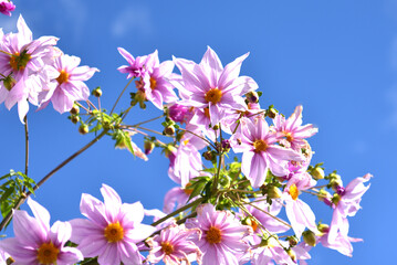 皇帝ダリアの花