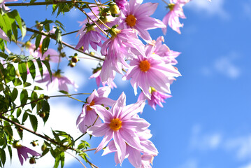 皇帝ダリアの花