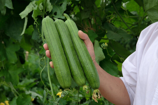 Freshly Picked Long Green Loofah Gourds Grown on Vine in Organic Farm Garden