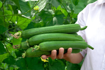Freshly Picked Long Green Loofah Gourds Hand Held from Vine in Shouguang Farm Garden - Self-Grown Organic Harvest