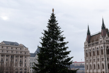 Undecorated Christmas Tree In Front Of Parliament