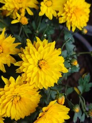 yellow chrysanthemum flowers