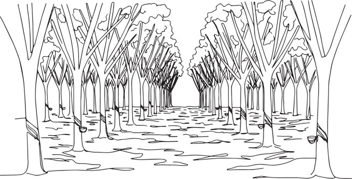 Monochrome rubber plantation scenery illustration with tapped tr