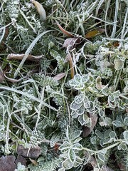 Sparkling layer of hoarfrost covers lush greenery. Winter nature texture, background, macro shot.
