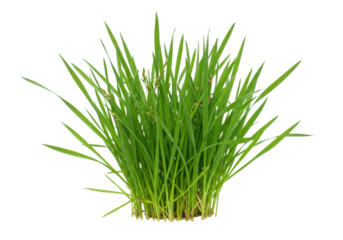 Lush green wild grass with dewy blades and delicate seed heads, isolated on a transparent seamless background with copy space, bright studio lighting, natural purity concept