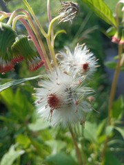 White dendelion flowers in the field 
