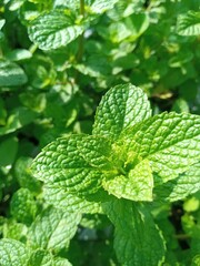 mint leaves in the garden © Afifa