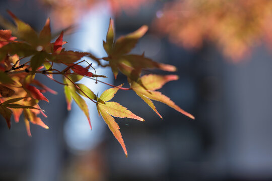 Colorful rosé hues glaze cluster jagged edged maple leaves clinging to slender branch, creating a warm sunlit autumn palette set against a soft bokeh background.