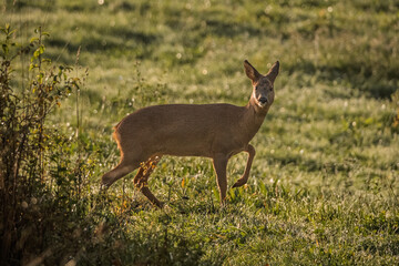 Female Western Roe deer looking towards camera in a field in the Dordogne region of France