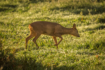 Female Western Roe deer in a field in the Dordogne region of France
