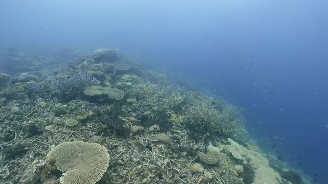 Scubadiving underwater scenery of coral reef and damsel fishes swim around