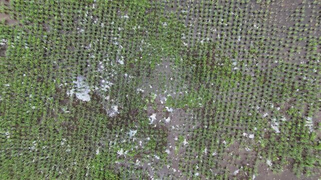 The aerial drone footage shows young rice plants, which are getting closer and closer to the ground, neatly arranged in parallel rows in flooded paddy fields. 