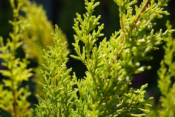 Lemon Cypress plant. Evergreen tree which adds elegance to any garden or indoor space. 