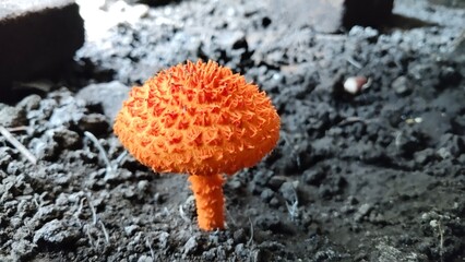 Golden-scruffy Collybia