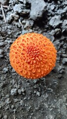 Golden-scruffy Collybia