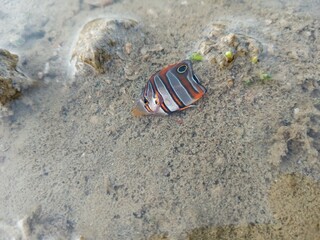 Mini fish in the beach 