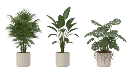 Indoor botanical collection: three unique green potted plants