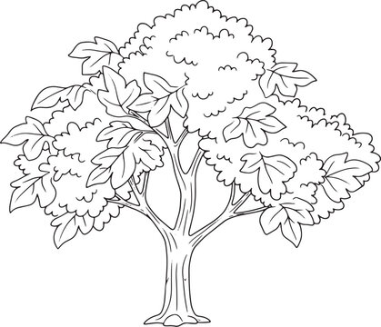 Elegant contour illustration of a sassafras tree against white b