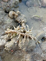 coral reefs on the beach at low tide