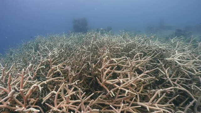 Scubadiving underwater scenery of coral reef and damsel fishes swim around