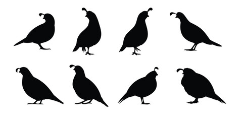 standing quail silhouette vector