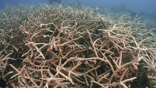 Scubadiving underwater scenery of coral reef and damsel fishes swim around