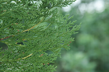 Fresh Green Cypress Branch with Water Droplets - Natural Pine Foliage Close-up
