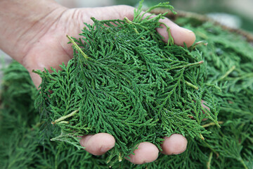 Fresh Green Cypress Pine Branches in Hands - Natural Qinling Evergreen Foliage Close-up