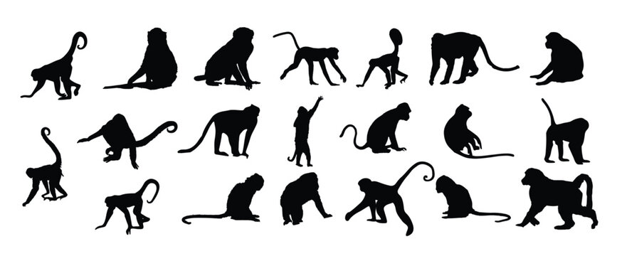 the set of monkey silhouette collection