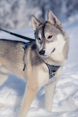 Sled Dog Standing in Snow on a Winter Day