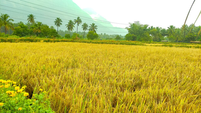 Scenic Rice Field with Coconut Trees in Kollengode India’s Beautiful Village Palakkad Kerala Along with the View of Nelliyampathy Hills