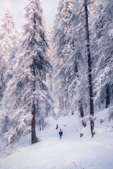 Winter Hiker Walking with Dog in Snowy Forest