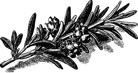 Fototapeta premium Rosemary herb branch with leaves in vintage engraving style. Botanical plant drawing, black and white vector illustration.