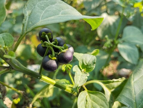 American black nightshade fruit (Solanum americanum) still on tree in organic plant garden 