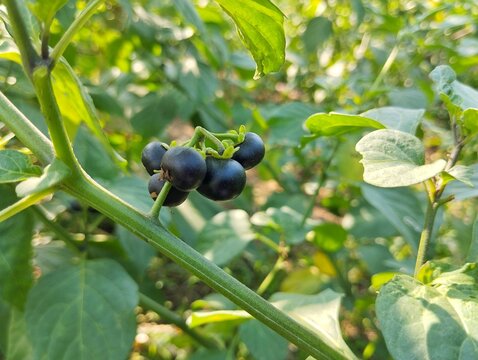 American black nightshade fruit (Solanum americanum) still on tree in organic plant garden 
