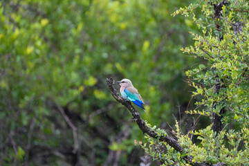 blue bird on a branch