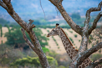 giraffe in the savannah