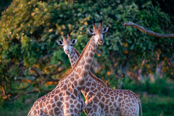 portrait of giraffe in the compound © paolo