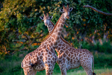 portrait of two giraffes in the compound in mpumalanga