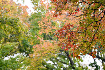 Autumn Maple Leaves Cascading Through Forest Canopy