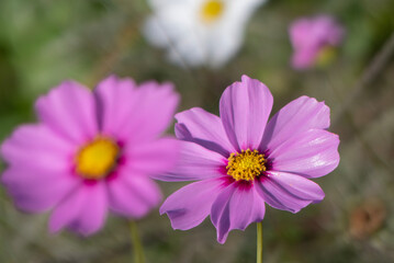 晴れた日のカラフルなコスモス畑