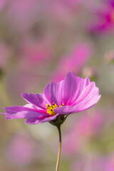 Obraz premium 晴れた日のカラフルなコスモス畑