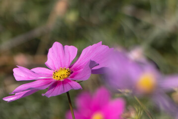 Obraz premium 晴れた日のカラフルなコスモス畑