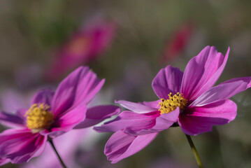 晴れた日のカラフルなコスモス畑