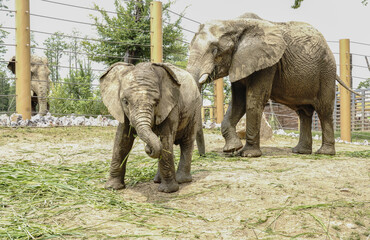 Fototapeta premium Adult and Baby Elephant Interacting at Zoo Habitat