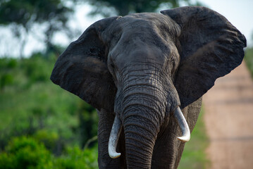 Fototapeta premium elephant portrait
