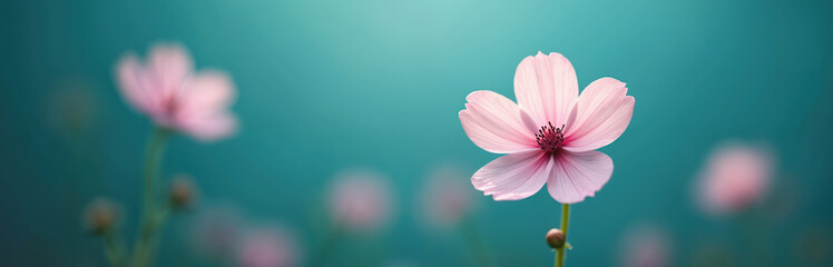 Delicate pink cosmos flower blooms against soft teal background with blurred floral elements. Close-up macro shot offers gentle bokeh, evoking tranquility, natural beauty for serene garden wellness