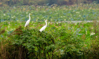 Egrets Roosting in Lotus Wetland Pond with Water Lilies